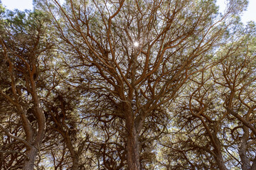 Small sun with its rays brightly breaks through the crowns of giant brown pine trees