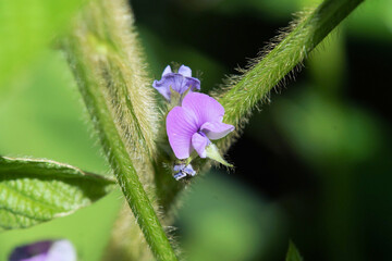 黒豆（丹波黒）の花　アップ　マクロ　8月中旬
