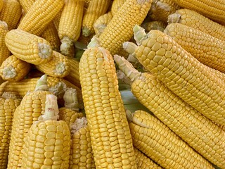Sweet corn golden color healthy food. Organic vegan vegetarian corn from village harvest. Agriculture product in bazaar market.