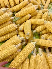 Sweet corn golden color healthy food. Organic vegan vegetarian corn from village harvest....