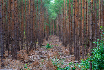 Forestry in monoculture with Scots pine close to the famous Wilmersdorfer Waldfriedhof Stahnsdorf in the federal state of Brandenburg in the south of Berlin - obrazy, fototapety, plakaty