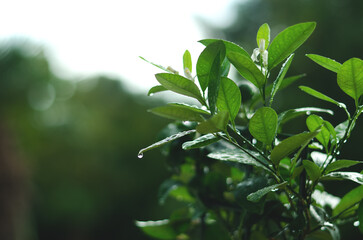 Close up background of decorative  green ficus in a pot in the greenhouse. Leaves with raindrops. Autumn season. Top view, flat lay.