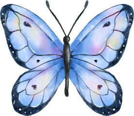 Watercolor Butterfly Illustration