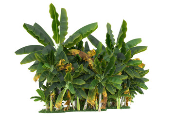 Forest on transparent background. 3d rendering - illustration