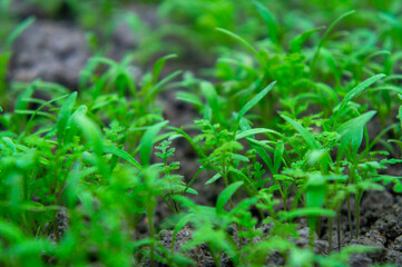 Summer green grass closeup. Agricultural field with plants in the sun. Background for graphic design of agro booklet.