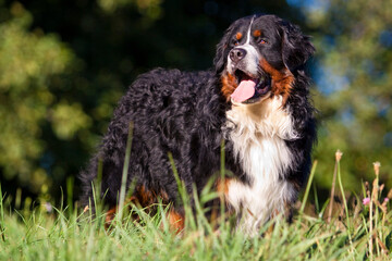 bernese mountain dog standing sideways in grass in front of a bush