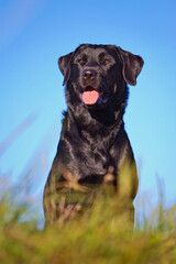 black labrador retriever dog with tongue out sitting in grass in front of blue sky