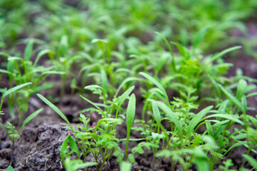 Summer green grass closeup. Agricultural field with plants in the sun. Background for graphic design of agro booklet.
