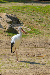Fototapeta premium white stork in the grass