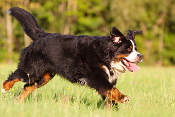 Naklejka na ściany i meble bernese mountain dog running sideways through grass