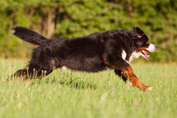 bernese mountain dog running sideways through grass