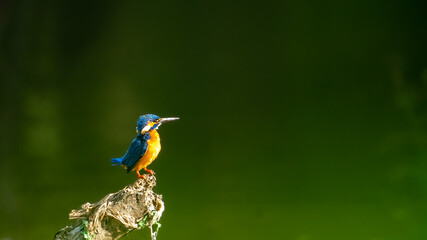 Fototapeta premium common kingfisher, also known as the Eurasian kingfisher