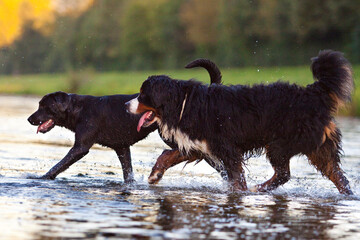 two dogs, bernese mountain dog and labrador, playing in water