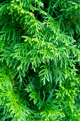 Green nature background with coniferous branches on a summer day