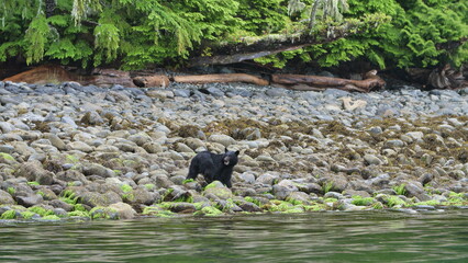 Black Bear, Ucluelet, Vancouver Island, Canada