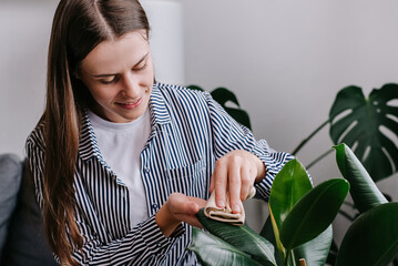 Close up of smiling young woman wiping dust from big green leaves of plant. Positive caring millennial lady cleans indoor plants, takes care leaf. Gardening, housewife and housework chores concept