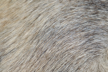 Northern breed Alaskan Husky. Gray white smooth dog coat close up. Mongrel hair. The concept of minimalism part of pets body impersonal. Horizontal background.
