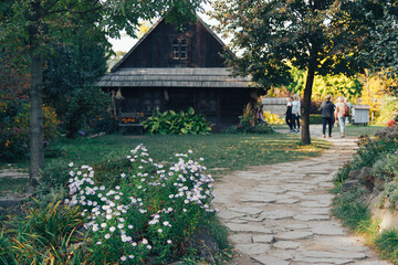 flowers chamomile in a village with a house at background.