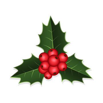 Christmas holly decoration with red berries and leaves on white isolated background, vector illustration
