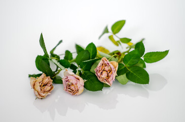 three withered dry pink roses on a white background