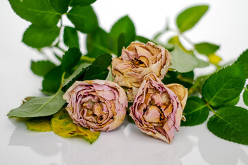 three withered dry pink roses on a white background