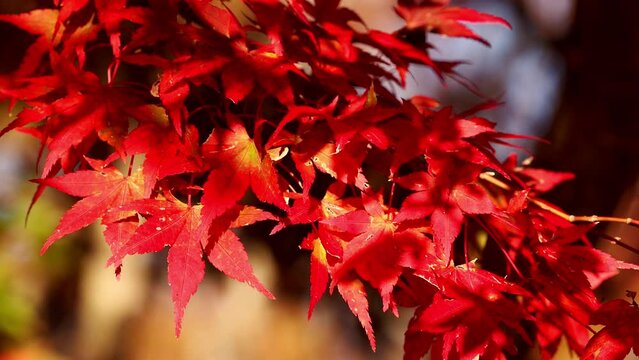 Red maple leaves blowing in wind in autumn or fall in Japan, Autumn leaf, Nature or outdoor background, Nobody