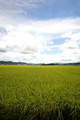 イネ成長中　丹波篠山市　田園風景　8月上旬