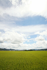 イネ成長中　丹波篠山市　田園風景　8月上旬