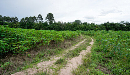 Fototapeta na wymiar Country road in Cassava farm, Outdoor background