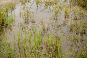 Grass plant with flooding water, High angle view