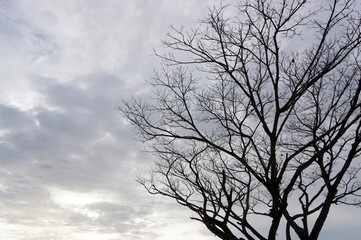 Fototapeta na wymiar Leafless tree with cloudy sky background