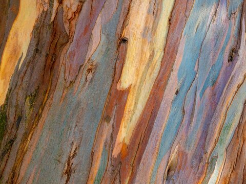Eucalyptus' bark