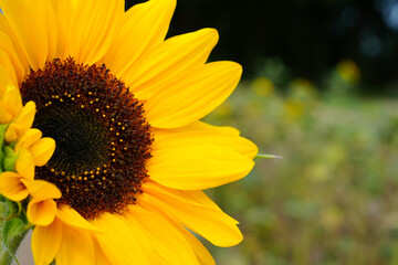 Obraz premium sunflowers close up. Black and yellow striped bee, honey bee, pollinating sunflowers close up. A bumblebee pollinating on a yellow sunflower close-up.