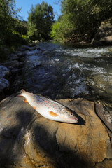 Thirty centimetres beautiful big indigenous trout on a wild mountains river in a very beautiful morning fishing day. 