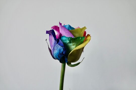 Amazing rainbow multicolored rose flower isolated on white background. Postcard for Valentine's and Mother's day. High quality photo