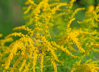 Blühende Goldrute, Solidago, Nahaufnahme