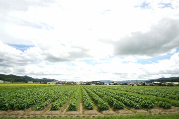 丹波黒　8月上旬の黒豆畑の様子　広角