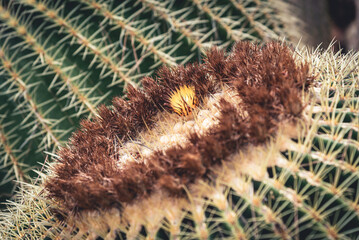 Close up of cactus