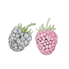 Watercolor Blackberry and raspberries. Ripe juicy berries . Hand Drawn Illustration Organic Food Vegetarian Ingredient