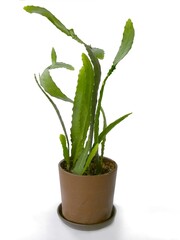 succulent epifyllum growing in ceramic pot