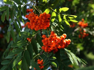 rowan tree with clusters of red,ripe fruits in summer - obrazy, fototapety, plakaty