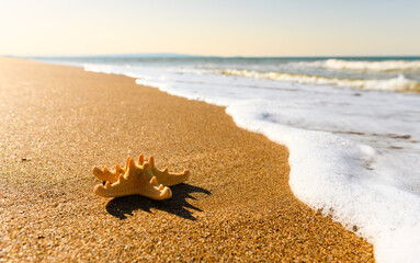 A starfish lies on a sandy seashore during a golden sunset. Horizontal seascape. Selective focus on the star
