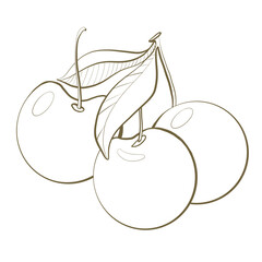 contour line sketch botany fruit berry cherries with leaves close up design element on white background