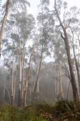 Fototapeta premium Misty morning in the eucalyptus forest in Watsons Creek, Victoria, Australia 