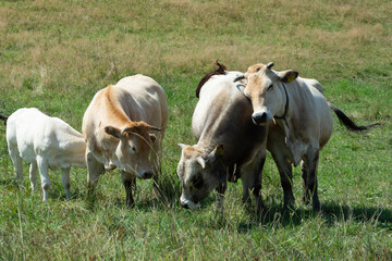 Obraz premium Grazing Cows