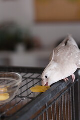 White cockatiel parrot (Nymphicus hollandicus) eating pasta