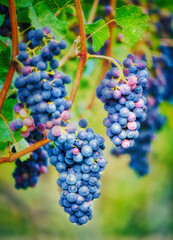 Bunch of grapes on vine