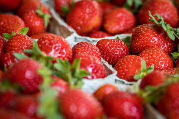 Nahaufnahme von gepflückten Erdbeeren