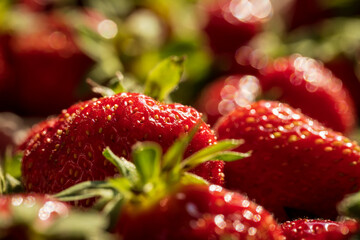 Nahaufnahme von gepfl&uuml;ckten Erdbeeren