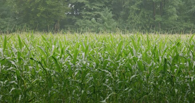 Summer rain falling on a cornfield in Europe. Corn stalks moving in the breeze, real time, no people